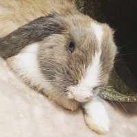 BluTheMiniLop (@blutheminilop) 's Twitter Profile