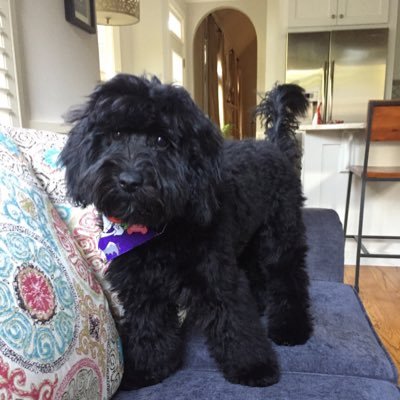 SoBeSolPup's profile picture. I'm a lovable pup who likes chewing bones, chasing anything, long walks by the hooch, #Falcons #Braves all around tail wagging fun #dogsoftwitter #labradoodle