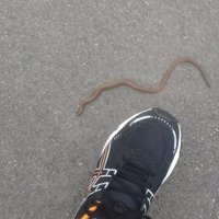 Trygve Taranger (@curiousntt) 's Twitter Profile