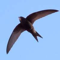 Islington Swifts (@islingt_swifts) 's Twitter Profile