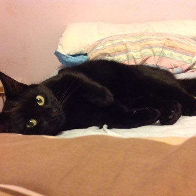 I work in the care business, Norwich City season ticket holder, big cricket fan,love Ollie my black cat,proud to be from and love all things Norfolk
