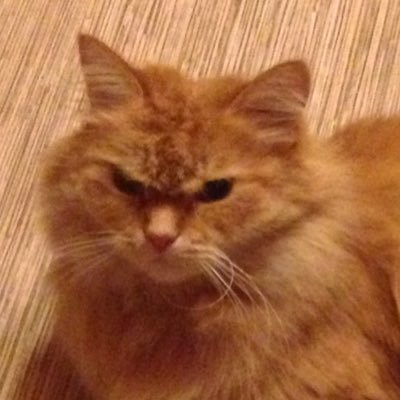 natashik_22's profile picture. лалалала