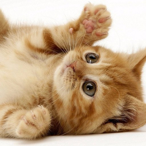 I post daily cute cat/kitten  pics for all you cat lovers out there!