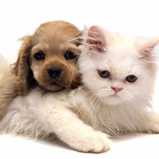 https://t.co/kEzkzxqW0m where animals give comfort and relaxation to human. also a collection of funny cats and dogs from you tube.Also My sports picks
