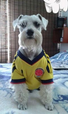 alexillo36's profile picture. Ni de izquierda, Ni de derecha, ni de centro, quiero un país con igualdad, equidad pero por sobre todo en PAZ. Admirador de @nayibbukele