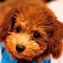 kojrryan's profile picture. 