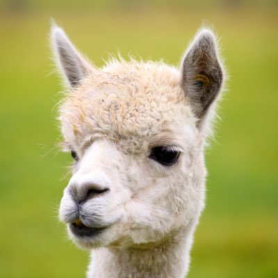 We have a herd of prize winning alpacas and enjoy working with their fleeces and producing luxury goods.We sell quality alpacas with good ongoing support.