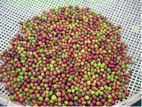 CafesBrasileiro's profile picture. 