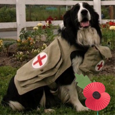 Flo is the mercy dog featured in the award winning book for children ‘Flo Of The Somme’. Tweets by Ray under Flo's command! https://t.co/KMAIXtQ6id #ww1