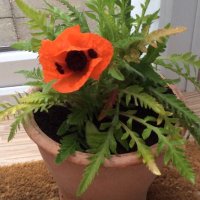 Lisa Moylan (@lisalourmn) 's Twitter Profile