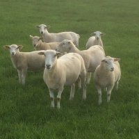 William Hutchinson. (@chapelizodfarm) 's Twitter Profile