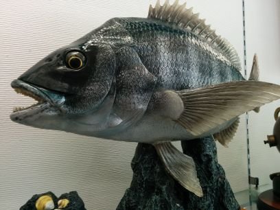 一年中長崎・佐賀・福岡の堤防・防波堤をメインにチヌ(クロダイ・黒鯛)を狙っています。フカセ釣りのなかでも、沈め釣り(ズボ釣り)を多用。堤防の大物、チヌ釣りの醍醐味を中心にいろいろと発信したいと思います!