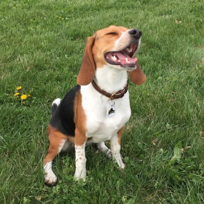 A beagle who loves Baylor, Texas Rangers and playing ball! 🐶🍩🏈⚾️🏀⚽️🎾