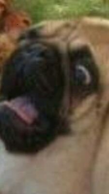 ScaredPuggo's profile picture. scars prjxud