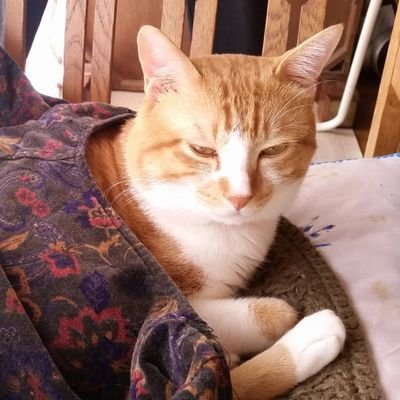 junklog_t's profile picture. 怪談好き酒飲みゲーマー