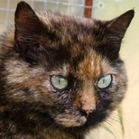 Tynach (@tynach) 's Twitter Profile Photo Tynach (@tynach) 's Twitter Profile Photo