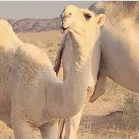 ملتقى القصيم (@aboody12345452) 's Twitter Profile