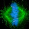 iaincheeseman's profile picture. Whitehead Institute and Department of Biology, MIT. Lover of cell biology and cell division. Aspiring to do good science and to do good.