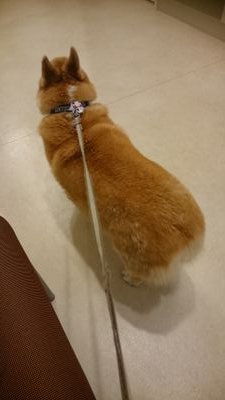 kazu27cho24's profile picture. 💖中居くん、ず～っと大すき💖
DMと腎臓病を発症…頑張ったけど…2019.7.10お星さまになった  “チョコ”(2003.11.24生♂)のママです。
よかったらこれからも、よろしくお願いします😊仲良くして下さい😊
無言フォロー大歓迎です🙆