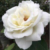 celotehnyinyir (@cucoknyinyir) Twitter profile photo