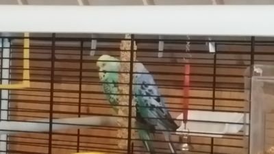 krispeldo's profile picture. Plaan