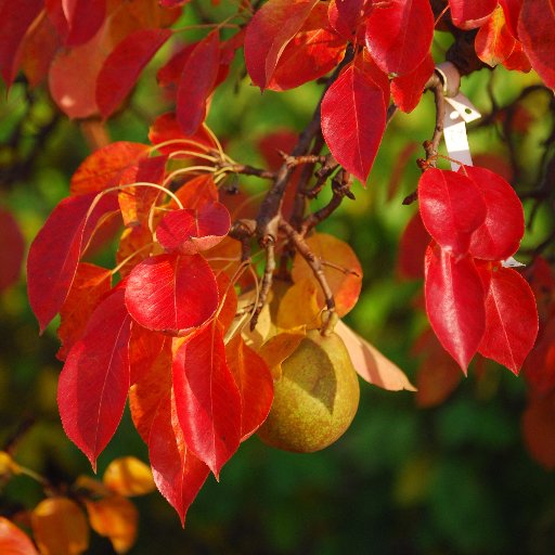 Small family run specialist fruit tree nursery, established in Kent in the early nineties. Producers of excellent quality heritage varieties and trained trees