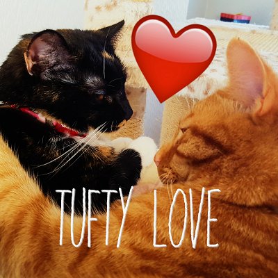 Punchy (tux), Twiglet (ginger), Minami (tortie), & Pixie (black)! • Please research #UKcatkiller to stay safe! • Spay/neuter • #Adoptdontshop • Stop de-clawing