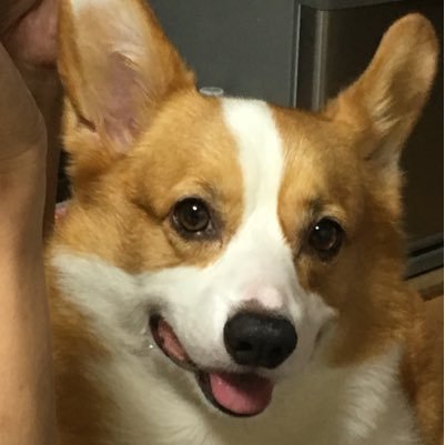 nRv54F2hinDnh9o's profile picture. 愛犬Karlとのお写ん歩🐾 pembroke welsh corgi pwc48 2012年生まれの会 インスタもよろしくお願いします@s.masahide0128