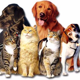 Not for profit. Our only goal is helping animals that are in need of assistance. PLEASE HELP US. RT and share. Now raising $10,000 for Operation Puppy Mill