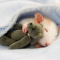 睡眠アキラ (@sleepmousebrain) 's Twitter Profile