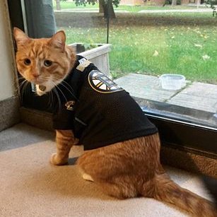 boston bruins cat jersey
