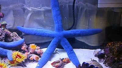 aohitodezabuton's profile picture. 