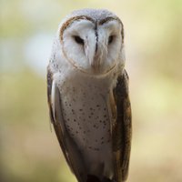 Páraic English (@sandymountvideo) 's Twitter Profile