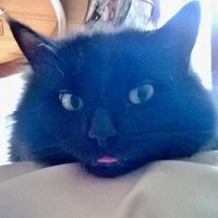King George & His Mammy 👑🐈‍⬛(@georgecat61) 's Twitter Profile Photo