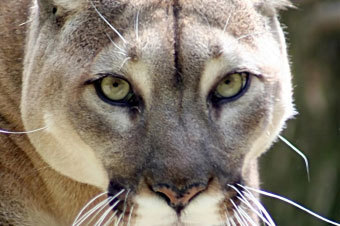 BuzzingPuma's profile picture. Buzzing the web in real time