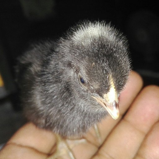 shoopnoo's profile picture. I'm Nur. Live in Tangail, Bangladesh. Working at Social services dipartment in bBangladesh.