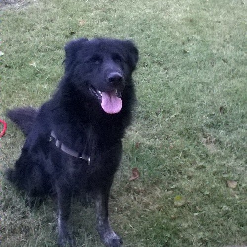 Love a touts seux qui aime les bêtes ia love You mon chien