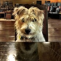 huckleberry (@threedogarmy) 's Twitter Profile