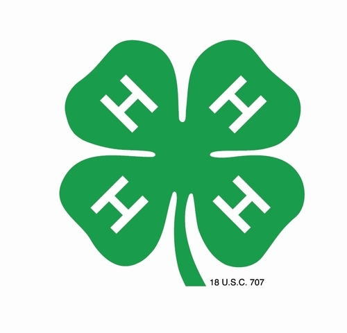 The 4-H program in Tillamook County involves approximately 100 volunteer leaders, working with more than 500 youth in 80 4-H clubs.