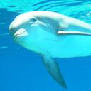 Terry Ogle - @BlueDolphinSea - Twitter