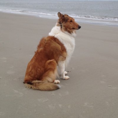 I'm a Rough Collie 'running at-large' around Washington, DC.   https://t.co/aI4DIcdCbZ