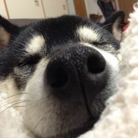 矢鴇つかさ (Arte Refact) (@tsukasa_so) 's Twitter Profile