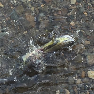 趣味が釣り。魚料理に関するツイートをしていきます。