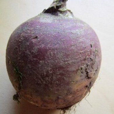 neepmail's profile picture. Aloof wife and pigeon fancier 🐦