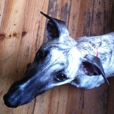 100% dancin' whippet, supplier of dog scarves to the stars #Plumdog