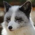 border_fox Profile Picture