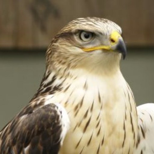 CokoJI75's profile picture. 