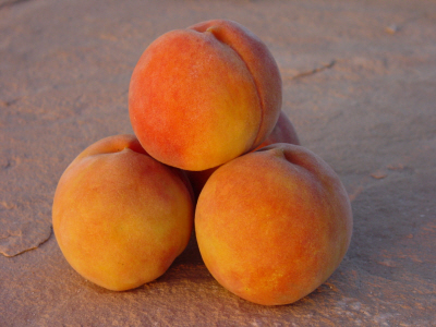 PeachesAndVines's profile picture. We are an orchard and vineyard in Colorado's Fruit & Wine Country. Free tours available daily July-August.