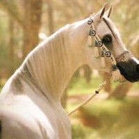 صَيّدْالفَوائدْ #غزه (@ebtsama2020) 's Twitter Profile