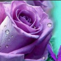 البنفسج (@mashek20121) 's Twitter Profile
